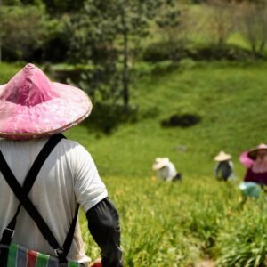 Introdução: A Intersecção entre Agricultura e Fé Católica