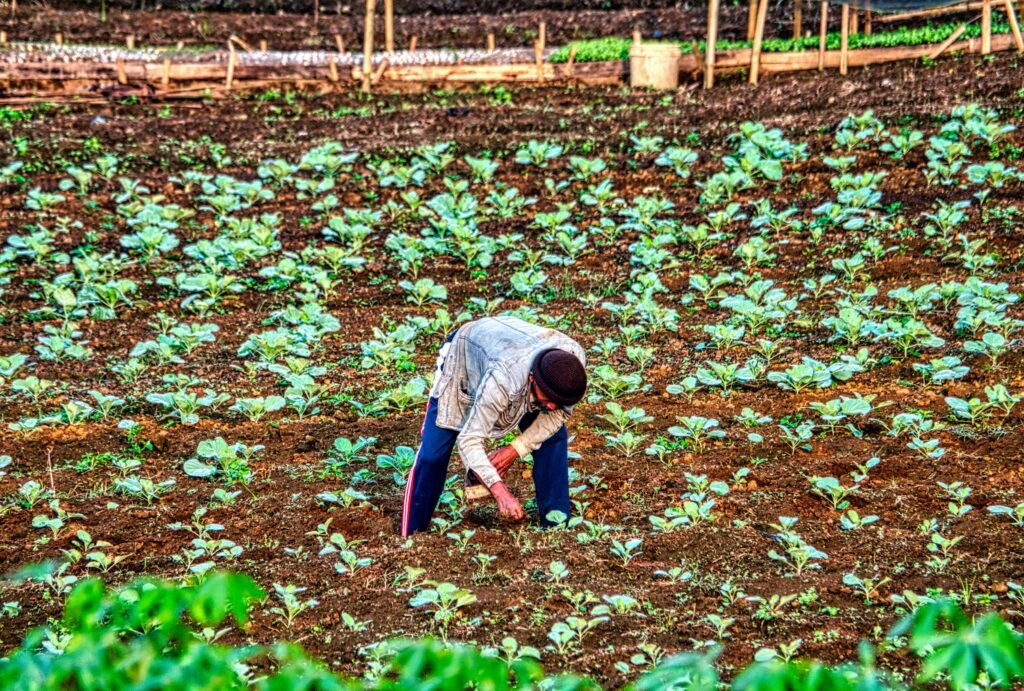 A farmer in West Java, Indonesia, tends to young crops on a vibrant farm field.