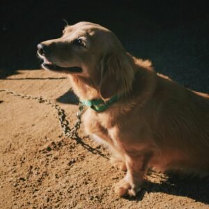 Introdução aos Animais Domésticos e a Fé Católica