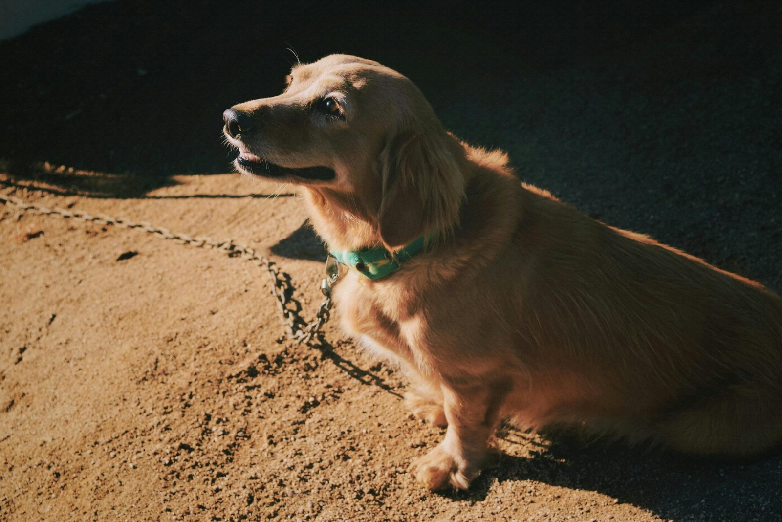 Golden retriever resting on sunlit ground, showcasing its fluffy coat and friendly demeanor.